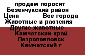 продам поросят .Безенчукский район  › Цена ­ 2 500 - Все города Животные и растения » Другие животные   . Камчатский край,Петропавловск-Камчатский г.